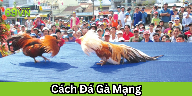 Cách Đá Gà Mạng sao cho luôn thắng