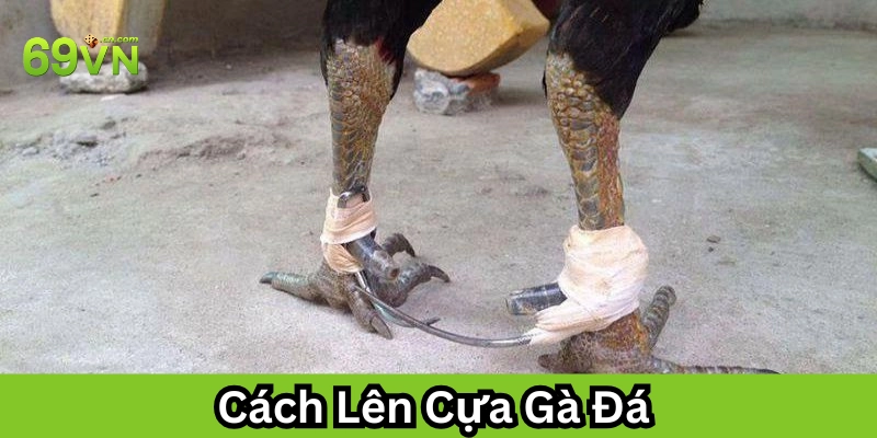 Cách Lên Cựa Gà Đá đúng cách