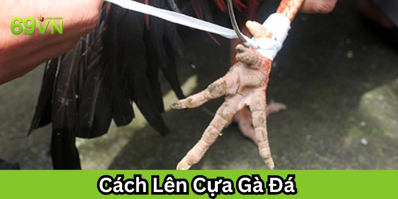 Cách Lên Cựa Gà Đá là gì?