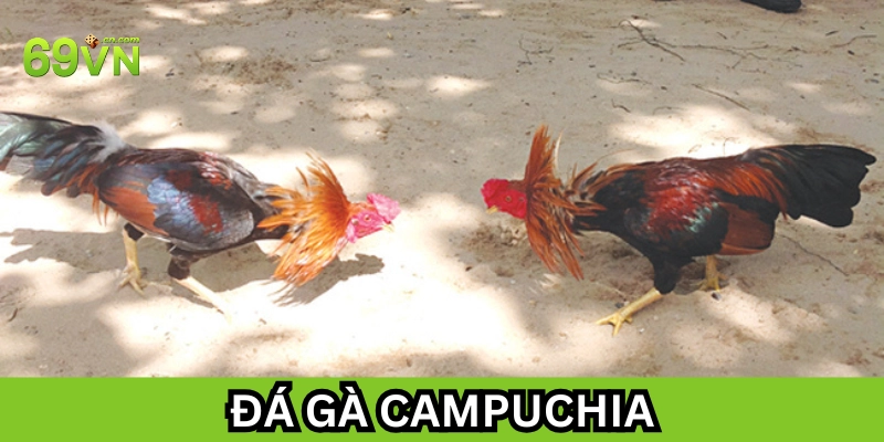 Đá Gà Campuchia là gì?