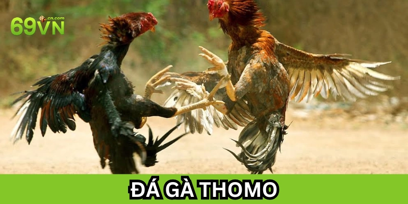 Đá Gà Thomo là gì?