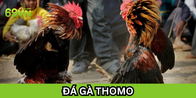 Đá Gà Thomo tại sao lại nổi tiếng