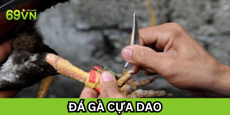 Lưu ý Đá Gà Cựa Dao