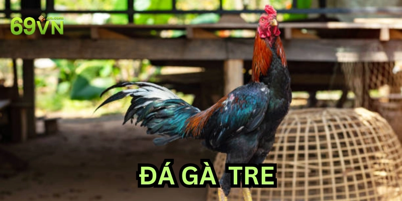 Phân tích đòn đá và lối đá