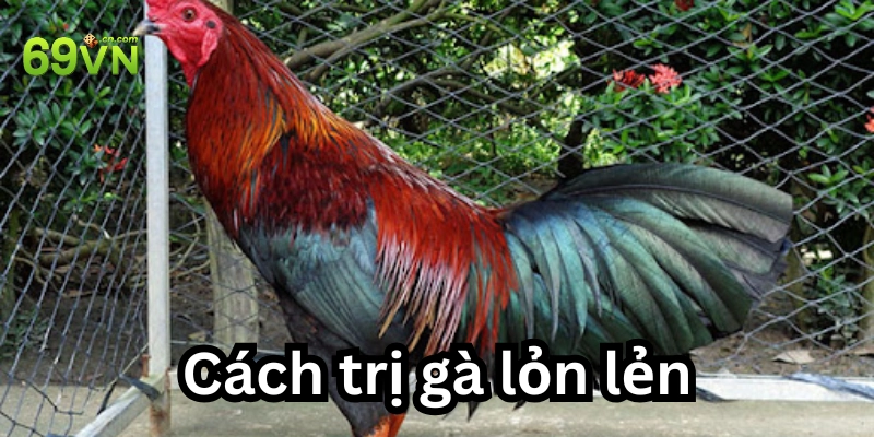 Bản chất gà bị lỏn lẻn