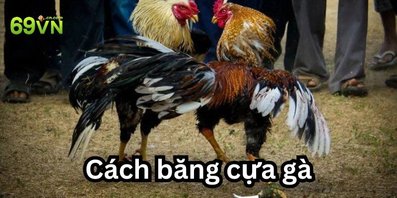 Cách băng cựa gà là gì?