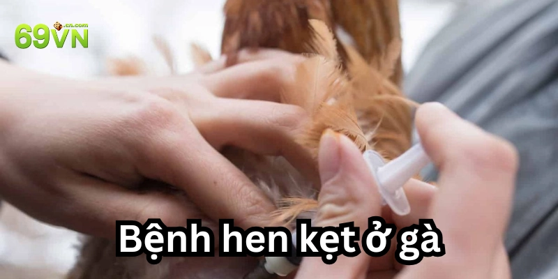 Dấu hiệu nhận biết gà mắc bệnh