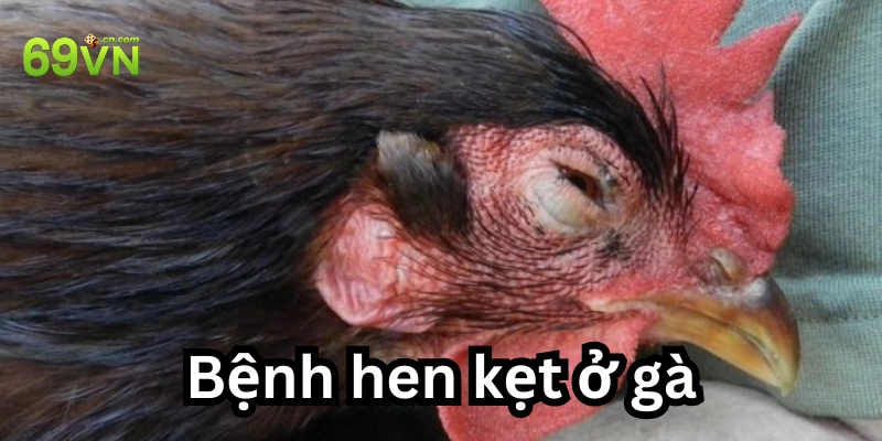 Bệnh Hen Kẹt Ở Gà: 7 Biểu Hiện Dễ Bỏ Qua & Cách Trị